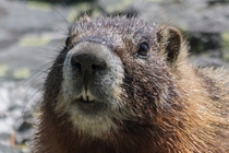 Did someone say nuts Yellow-bellied marmot 