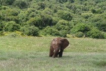 Dirty African bush elephant Loxodonta africana in a field 