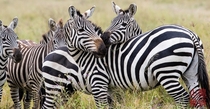 Disruptive Camouflage - Serengeti National Park Tanzania 