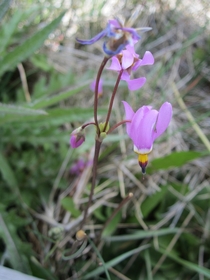 Dodecatheon Shooting Star in Yellowstone National Park 