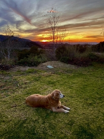 Dog Sunset in Southern California