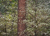 Dogwoods blooming in Yosemite Valley CA an intimate landscape scene 