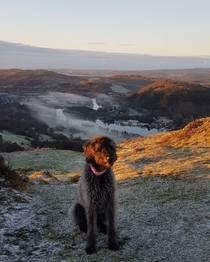 Dolly the Labradoodle Windermere UK