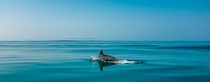 Dolphin near Bazaruto Island off the coast of Mozambique Photo credit to Bealach Verse 