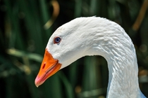Domestic Goose by Bradley Lewis 