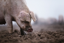 Domestic pig Sus domesticus digging through mud on a cold foggy morning UK 