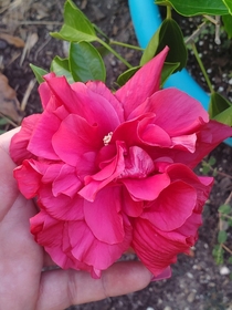 Double bloom hibiscus