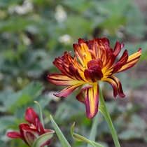 Double-Flowered Tulipa 