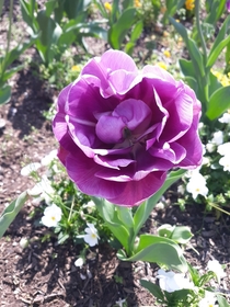 Double Tulip
