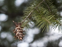 Douglas fir -- pseudotsuga menziesii