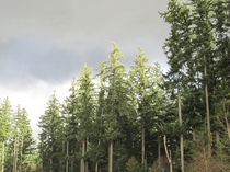 Douglas fir treetops near Vancouver 