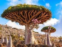 Dracaena cinnabari the Dragons Blood Tree Socotra Island off the southeast coast of Yemen Photo by Kelly Beckta 