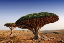 Dragon Blood Tree Socotra Yemen 
