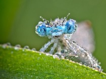 Dragonfly On a Dew-Soaked Leaf x-post from rpics 