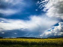 Dramatic skies over a canola field in Switzerland 