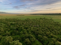 Dreamy Landscape of Masai Mara Nature Reserve Kenya 