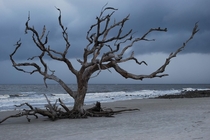 Driftwood Beach Jekyll Island GA 