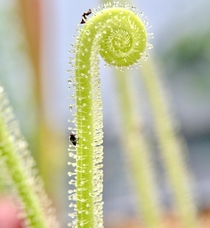 Drosera filiformis sundew Dewing its thing