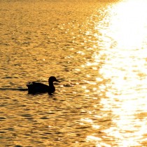 Duck on a lake at sunset 