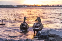 Ducks at sunset 