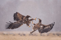 Dueling Eagles 