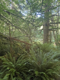 Dull yet vibrant Tillamook Forest Oregon USA 