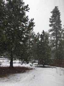 Dumping Snow again in Oregon