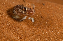 Dune Gecko Stenodactylus petrii 