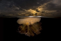 Dusk of the Jelly Fish by Angel Fitor