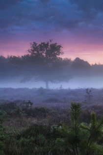 Dutch heather field during sunrise 