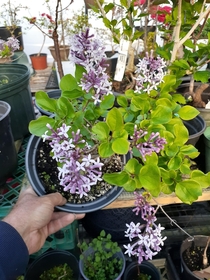 Dwarf Korean lilac