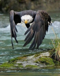 Eagle in Flight 