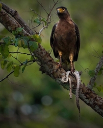 Eagle with its supper