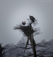 Eagles perched on their nest