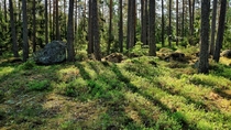 Early morning in a Swedish summer forest 