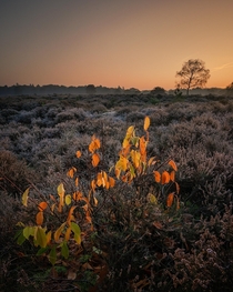 Early morning light on the Dutch heather Hilversum the Netherlands 