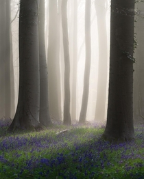 Early morning sunlight creating a magical glow in the foggy bluebell forest of Hallerbos in Belgium 