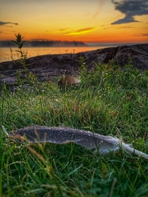 Early morning sunrise over Long Lake Ontario Canada  OC