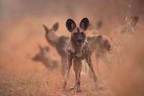 Ears like Mickey Mouse - the trademark of the African painted wolf  credit Kim Wolhuter