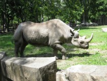 Eastern black rhino diceros bicornis  