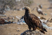 Eastern Imperial Eagle Aquila heliaca - Bikaner Rajasthan India 