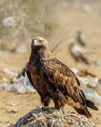 Eastern Imperial Eagle Aquila heliaca Bikaner Rajasthan India 