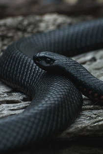 Eastern Indigo snake