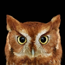 Eastern Screech Owl- Rufous Morph Megascops asio 
