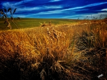 Eastern Washington state wheatfields turning gold OC  x 
