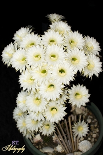 Echinopsis cactus flowers Full Bloom  x