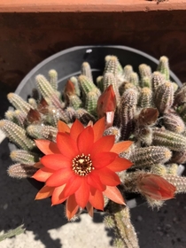 Echinopsis chamaecerus just bloomed The red color is so vivid