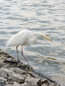 Egret looking for a meal
