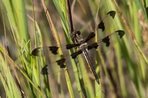 Eight-spotted Skimmer Libellula forensis 