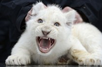 Eight-week-old white lion cub Hodenhagen Germany 
